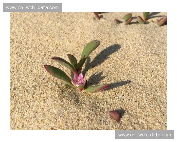 梦回巅峰：那场让亚洲屏息的“恒大vs巴萨时间”，究竟承载了多少豪情与遗憾？